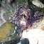 Southern Blue-ringed Octopus