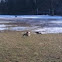 Canada Geese