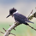Belted Kingfisher