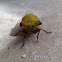 Cicada