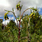 Groundsel