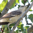 Northern Mockingbird