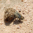 Dung Beetle