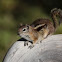 Golden-mantled ground squirrel
