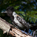 Black-crested Antshrike