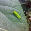 Japanese Green Grasshopper