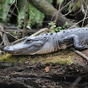 American Alligator