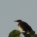 Common Starling