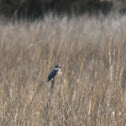 Belted Kingfisher