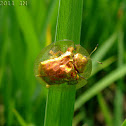 Golden tortoise beetle