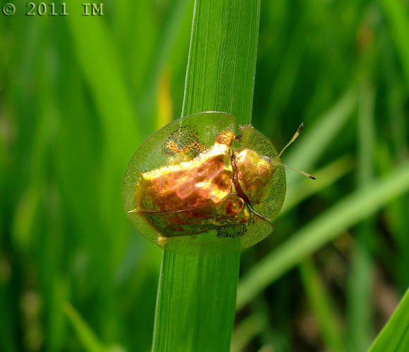 Spotting Image 1