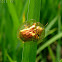 Golden tortoise beetle