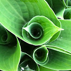Hosta spiral