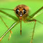 Assassin bug