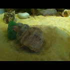 Hermit crab
