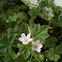 Wild Geranium 
