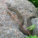 Common Garter. Surprised at the habitat.