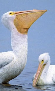 How to get Birds Wallpapers 1.0 unlimited apk for laptop