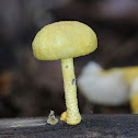 mushroom