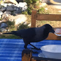 House Crow