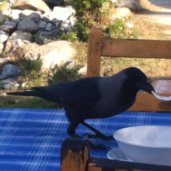 Spotting Image 1