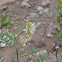 Racemed Poisonvetch