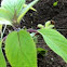 Pineapple sage