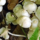 mushrooms