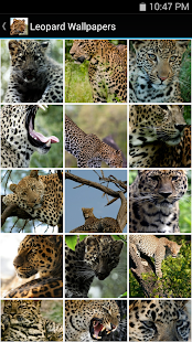 How to get Leopard Wallpapers 1.0 unlimited apk for laptop