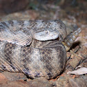 Tiger Rattlesnake