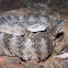 Tiger Rattlesnake