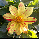 Dahlia