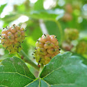 White Mulberry