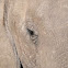 African Bush Elephant