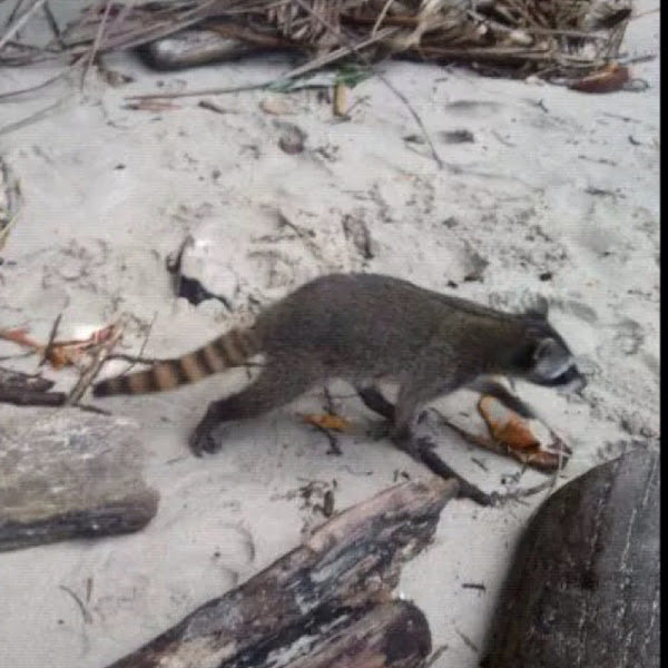 Crabeating raccoon Project Noah