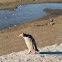 Yellow-eyed Penguin