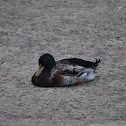 Mallard