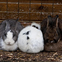 konijn (Oryctolagus cuniculus)