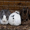 konijn (Oryctolagus cuniculus)