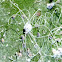 White Fibrous Lerps Insect