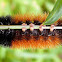 Banded Woolly Bear