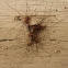 Harvestmen