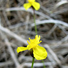Bog yellow-eyed grass