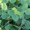 Four-leaf Clover