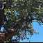 Hazelnut tree