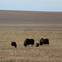 Muskox