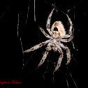 Orb Weaver Spider