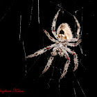 Barn spider