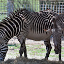 Zebra