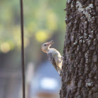 Red-bellied Woodpecker
